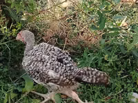 Chickens — Foto 3