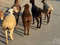母羊, Sheep — 照片 8
