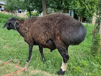 Baran, Blackheaded Persian sheep — zdjęcie 3