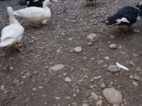 Ducks — foto 2