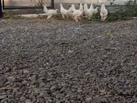 Chickens — zdjęcie 3
