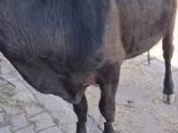 İnək, Mal-qara — foto 1