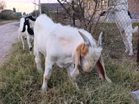 تيس, Boer goat — الصورة 3