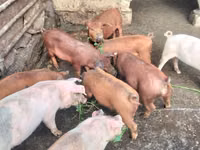 Boar, Pigs — photo 1
