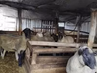 Қошқар, Ile-de-France sheep — 8-сурет