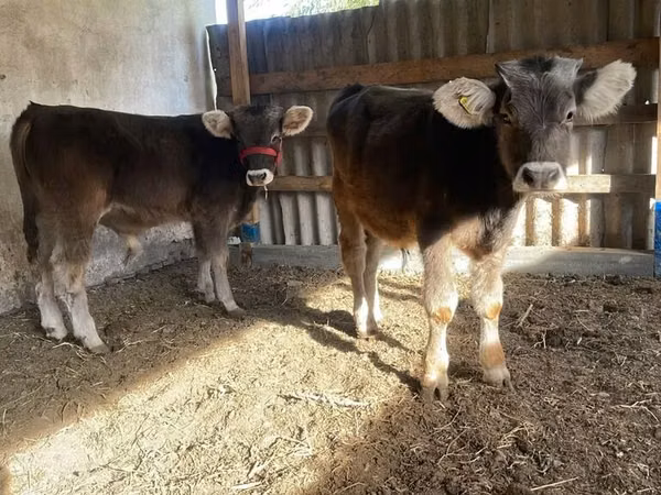 Bovins (lot, sexe non indiqué), Swiss cattle