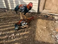 Chickens — zdjęcie 3