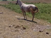 Yegua, Caballos — foto 2