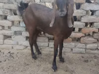 Dişi keçi, Najdi goat — foto 1