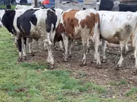 Krava, Simmental cattle — foto 5