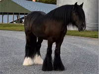 Cavalo, Gypsy horse — foto 7