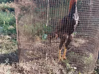 Chickens — الصورة 1