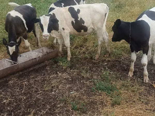 Býk, Russian Black pied cattle