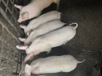 Boar — photo 3