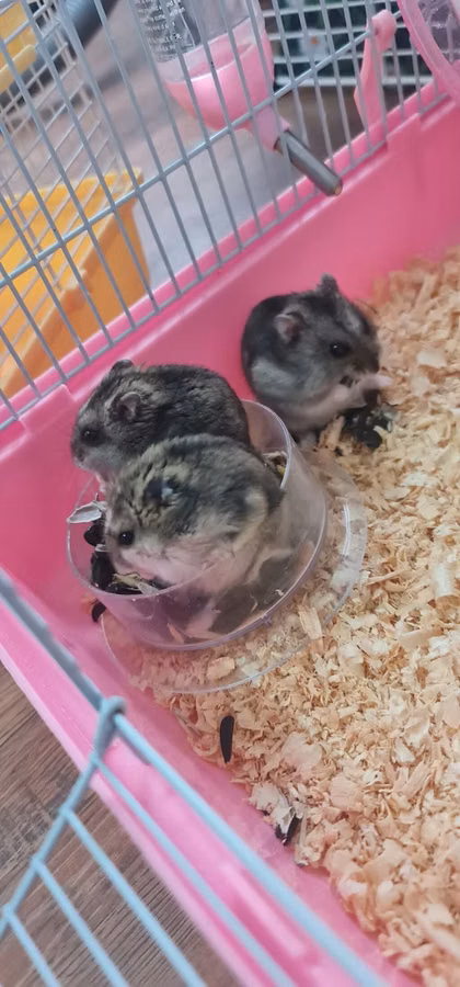 Cırtdan hamsterlər və tam avadanlıqlı qəfəs dəsti 2 qəfəs böyük və