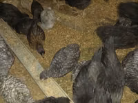 Australorp — foto 7