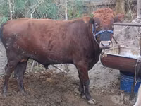 Boğa, Sığır — foto 2