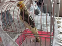 Nimfa (cockatiel) tutuquşu və qəfəs dəsti - Növ: Nimfa (cockatiel) – — сүрөт 1