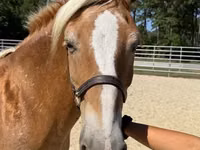 Klisna, Haflinger — foto 3