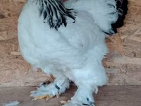 Brahma — foto 1