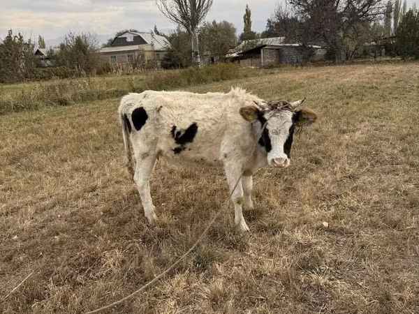 Cow, Alatau breed