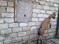 Ешкі, Italian Alpine goat — 3-сурет
