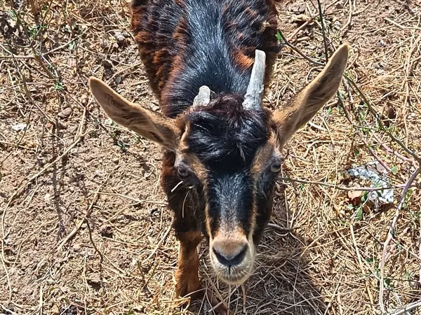თხა, Alpine goat