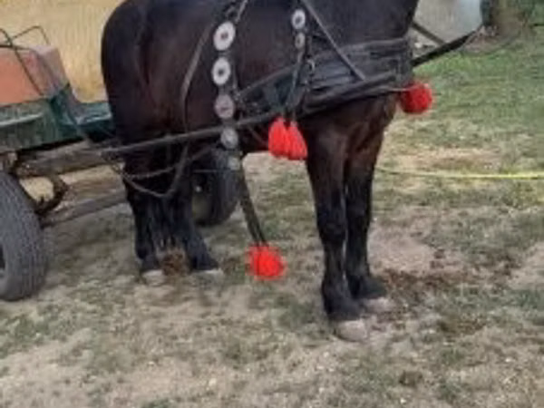 Horse (M), Horses