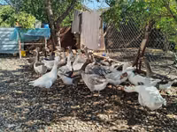 Geese — புகைப்படம் 2