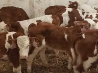 காளை, Simmental cattle — புகைப்படம் 3