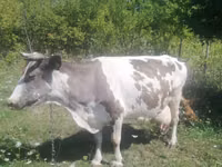 Jument, Chevaux — photo 5