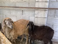 Carneiro, Small-tailed Han sheep — foto 3