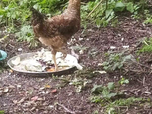 Chickens — Ozarbayjon