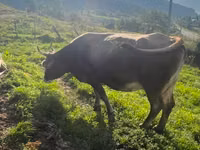Krowa, Simmental cattle — zdjęcie 4