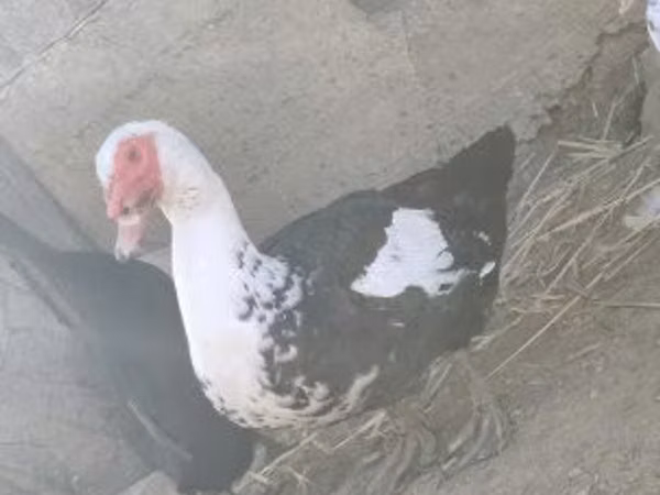 Ducks