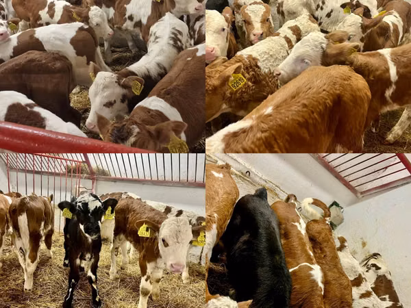 Bovins (lot, sexe non indiqué), Bovins