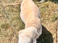 Ram, Sheep — photo 3