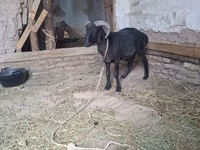Keçiler (parti, cinsiyet belirtilmedi), Keçiler — foto 5