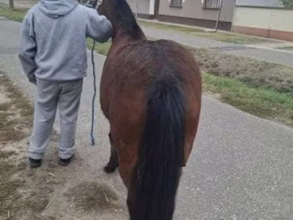 母马, Horses