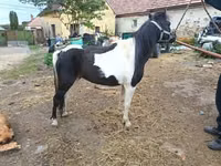 Бие, Жылқылар — 2-сурет