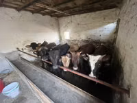 Byk, Charolais cattle — zdjęcie 3