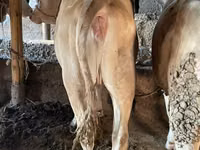 காளை, Simmental cattle — புகைப்படம் 6