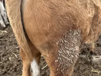 Buqa, Simmental cattle — 2-rasm