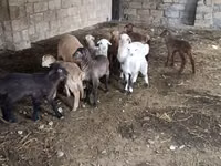 ஆண் ஆடு, ஆடுகள் — புகைப்படம் 4