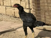 Chickens — foto 2