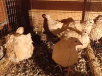 Chickens — புகைப்படம் 2