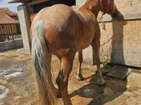 Madyan, Atlar — foto 4