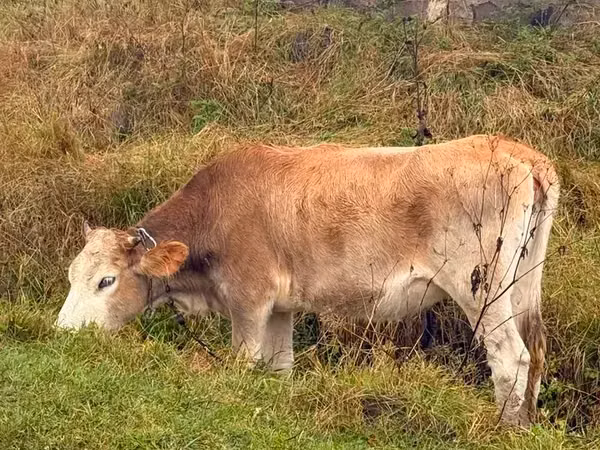 Krava, Simmental cattle — Arménie