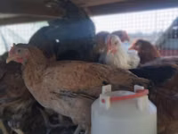 Chickens — photo 4