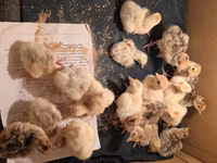 Turkeys — الصورة 2